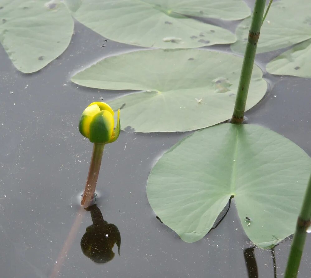 Nuphar pumila. Кубышка малая. Кубышка жёлтая. Карликовая кубышка. Кубышка гигантская