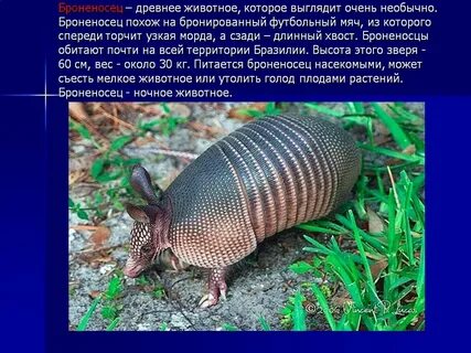 Где живет броненосец