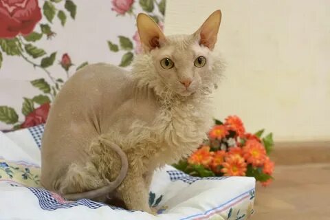 Котята сфинкс с шерстью