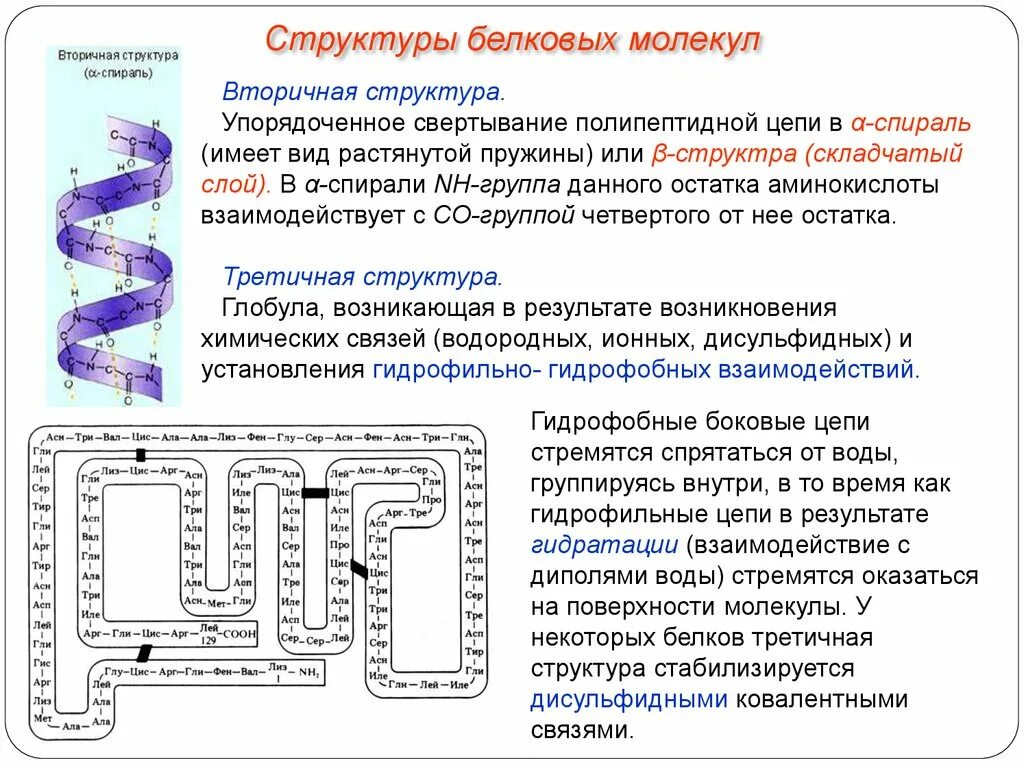 Цис ала. Вторичная структура белка спираль. Вторичная структура белка имеет связи. Вторичная структура полипептидной цепи. Вторичная структура белковых молекул имеет вид.