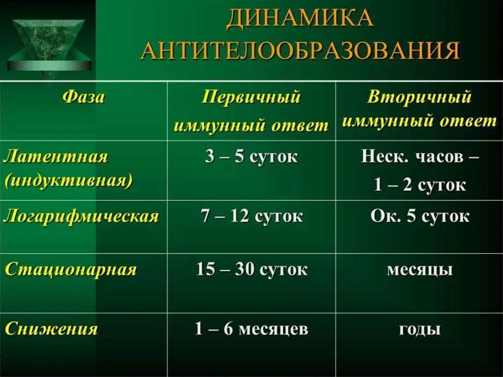 Антитела после иммуноглобулина. Динамика образования антител. Динамика выработки антител при первичном и вторичном иммунном. Динамика образования антител микробиология. Динамика выработки антител при первичном и вторичном иммунном ответе.