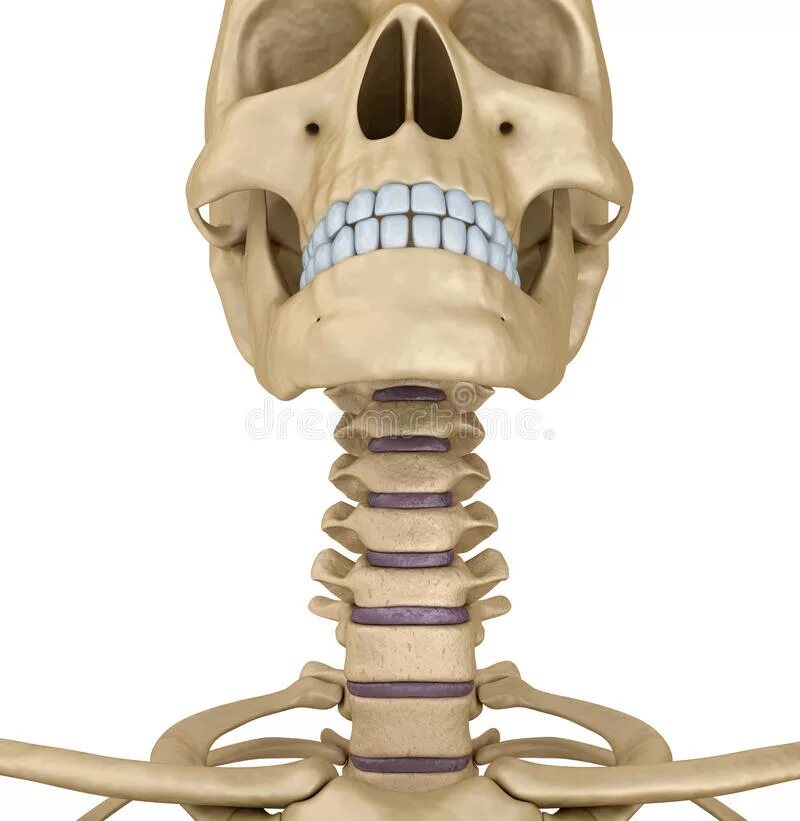 Кости горла. Кости горла. Кадык строение гортани. Строение гортани, хрящи гортани. Кости горла.