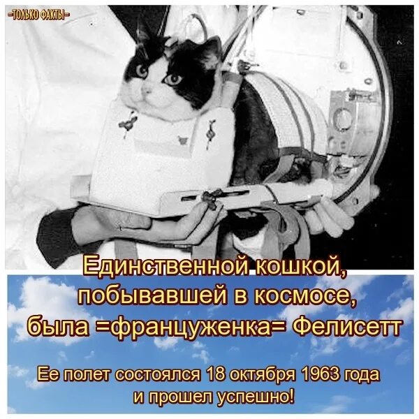 Астро кошка фелисетт. Кот в космосе 1963. Кот который полетел в космос. Первая кошка в космосе фелисетт. Фелисетт кошка космонавт.