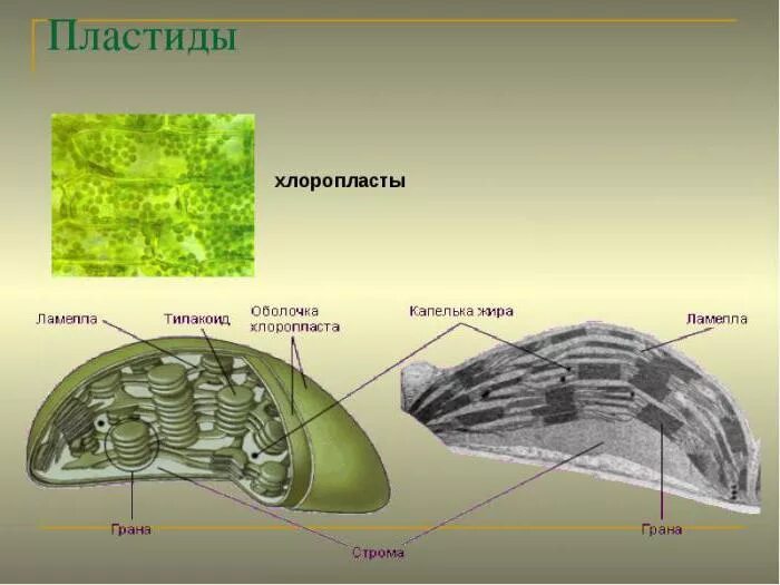 Хлоропласты отсутствуют. Пластиды хлоропласты. Пластиды хлоропласты функции. Пластиды в клетках. Пластиды хлоропласты строение.