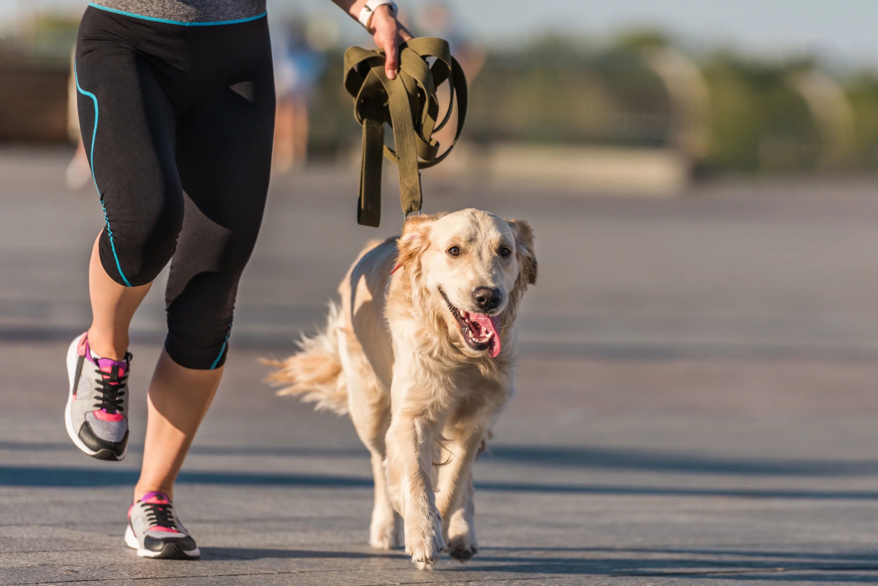 Бег с собакой. Пробежка с собакой. Спортивные собаки. Собака бегает. The walking pet