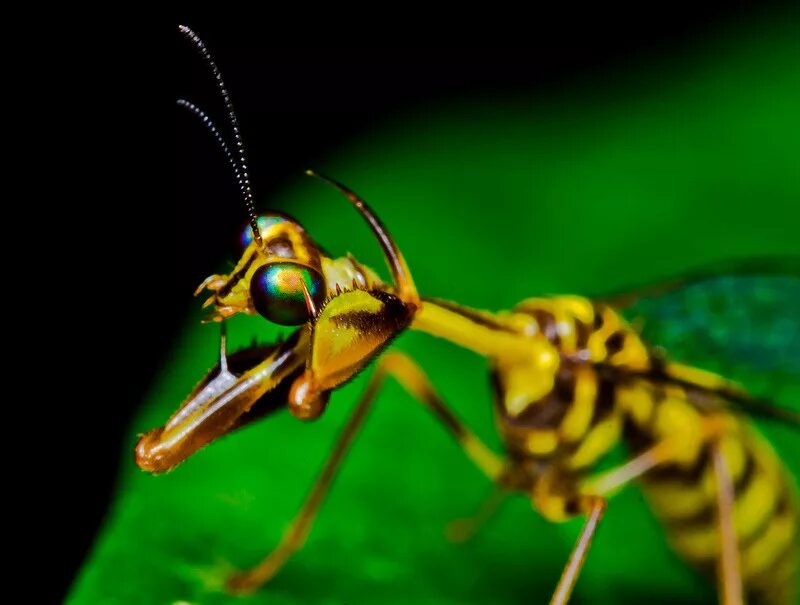 Мантиспа. Мантиспа обыкновенная. Мантиспа насекомое. Wasp Mantis. Мантиспа и богомол.