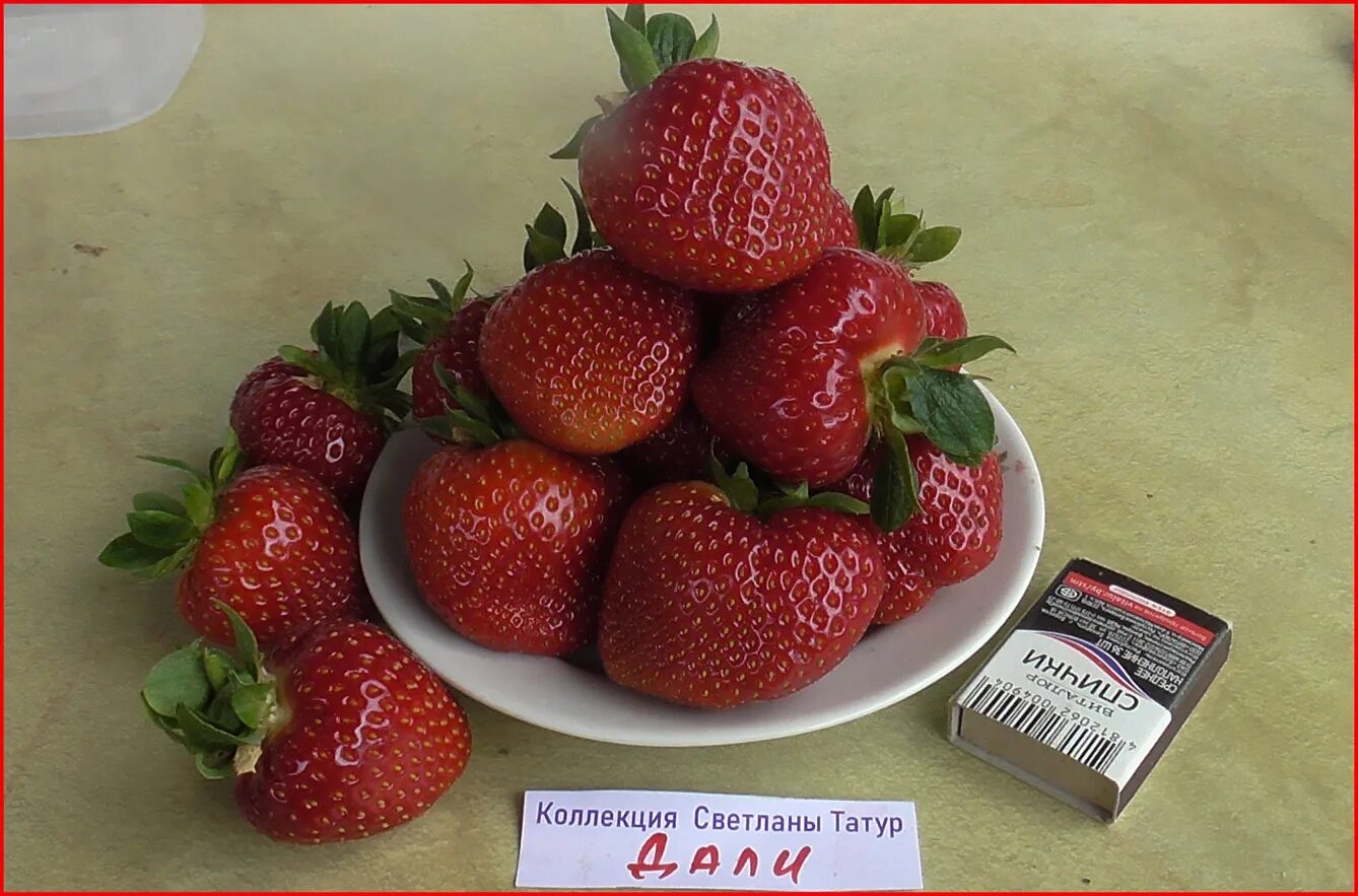 Клубника "Dahli" ( Дали)