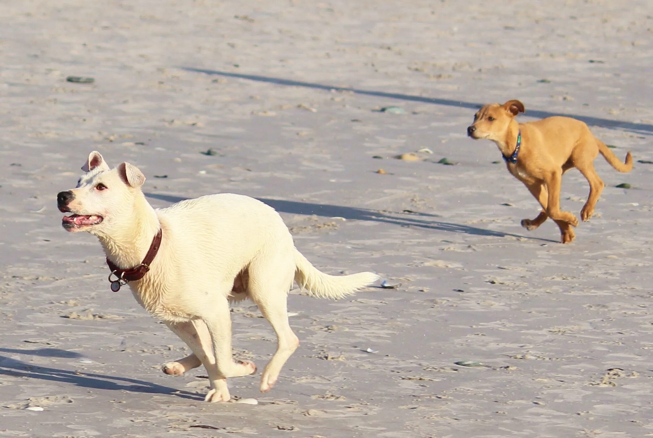 1 is running the dog