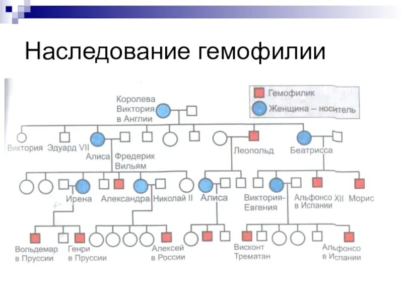 Генеалогический метод наследование гемофилии. Родословная королевы Виктории наследование гемофилии. Родословная Романовых генетика.