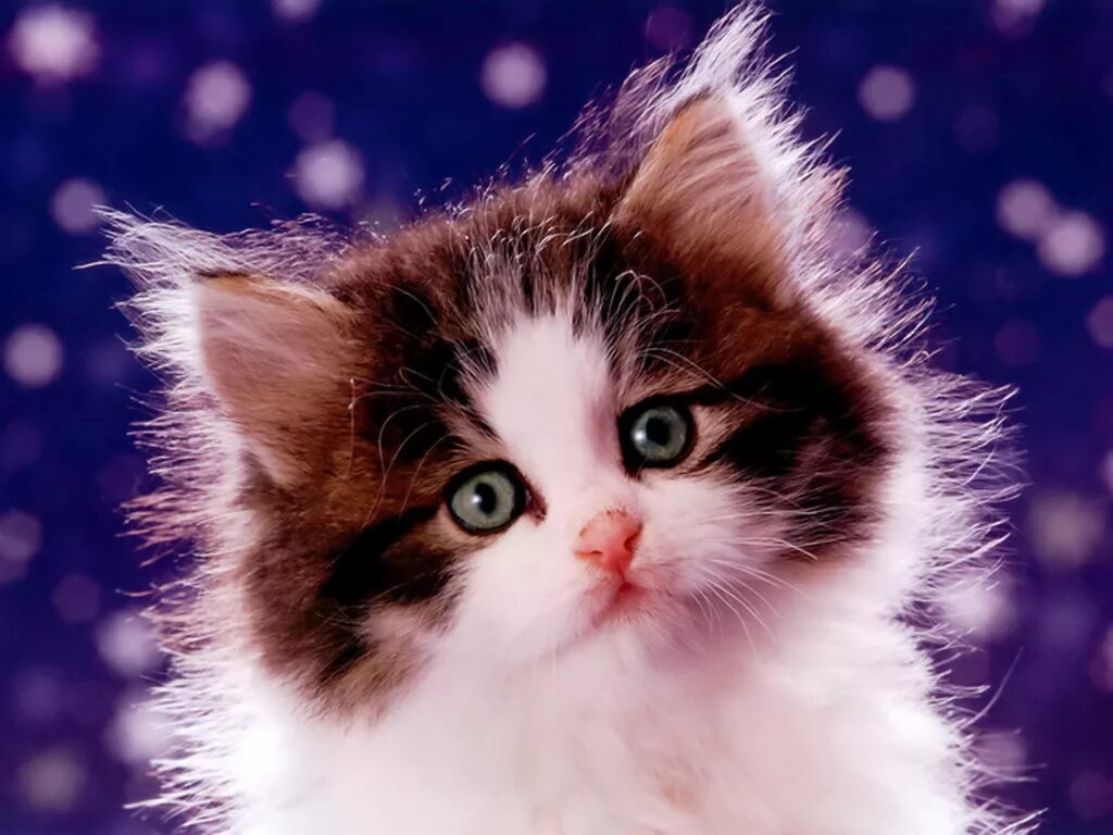 Когда день котят. Милый кот. день кошек. открытки с котятами. праздничный котик.