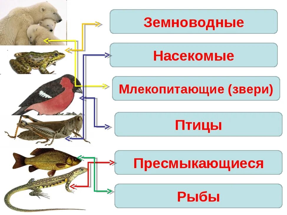 Птицы млекопитающие 3 класс. Млекопитающие и пресмыкающиеся и земноводные. рыбы земноводные пресмыкающиеся птицы. земноводные птицы млекопитающие. насекомых, земноводных, пресмыкающихся, птиц, млекопитающих.
