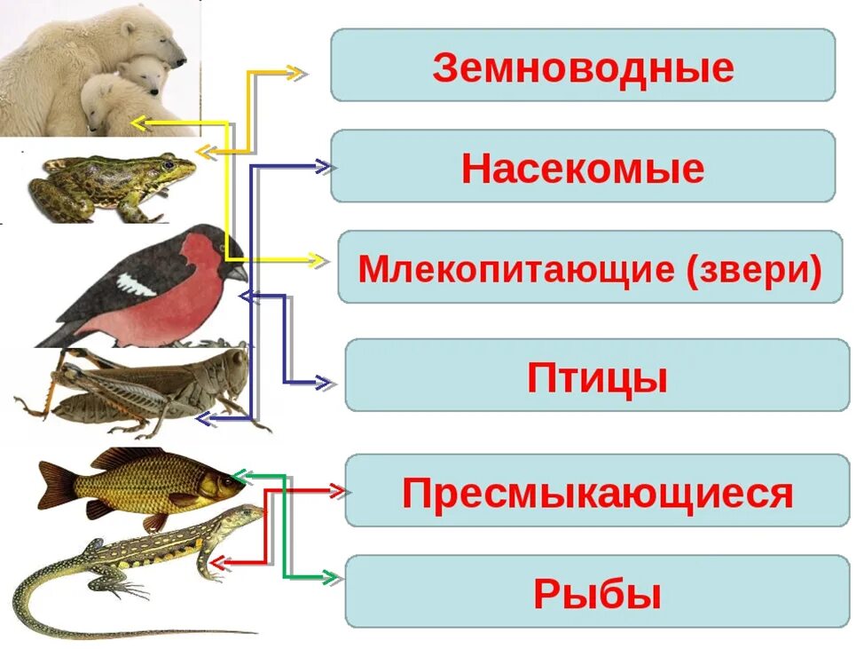 Млекопитающие и пресмыкающиеся и земноводные. Рыбы земноводные пресмыкающиеся птицы. Земноводные птицы млекопитающие. Насекомых, земноводных, пресмыкающихся, птиц, млекопитающих. Появление теплокровности у птиц