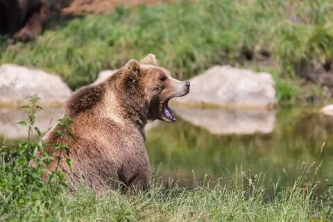 Медведь в заповеднике