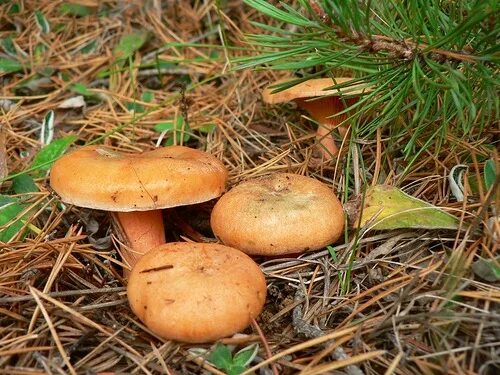 гриб рыжик несъедобные рыжики. свирский а. рыжик сосновый. конфеты свердловский рыжик 200г. грибы в бору.