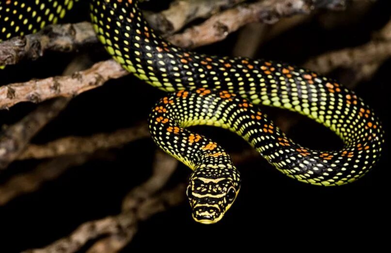 змея хризопелея. летающие змеи. змеи летяги. какая какая змея летает. летучие змеи.