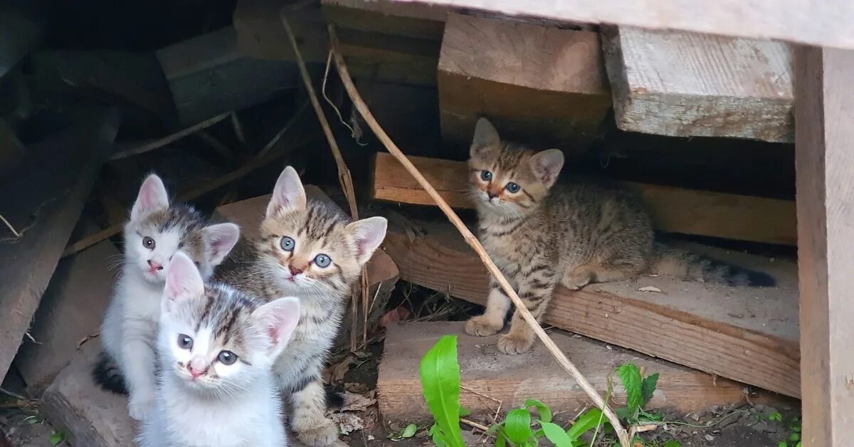 Пристроить кошку в добрые. Пристроили котят. Пристрой котят. Пристроить котенка в добрые руки. Объявление пристроить кота.