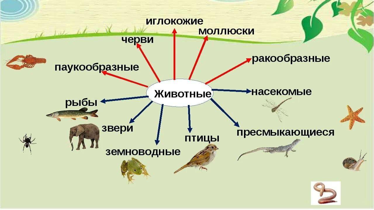 Любой животные группы. Разнообразие животных 3 класс. Разнообразие животных 3 класс окружающий мир. Группы животных окружающий мир. Разнообразие животных схема.