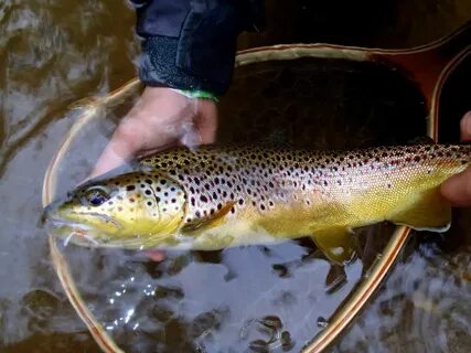 Fishing holes
