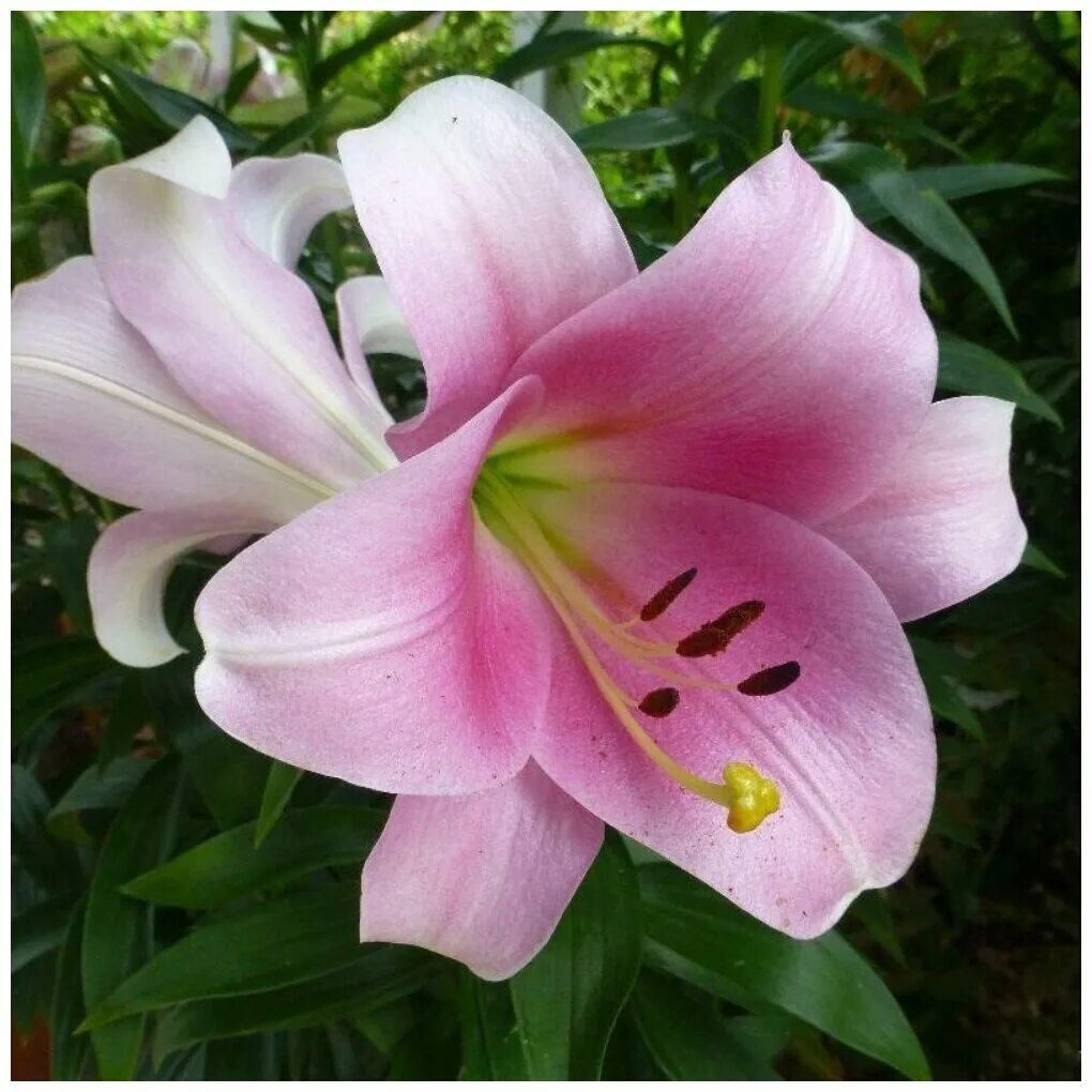 лилия от-гибрид будлайт. лилия ло гибрид. лилия венделла (ло-гибрид). сорт лилии беллсонг. лилия сорт триумфатор.