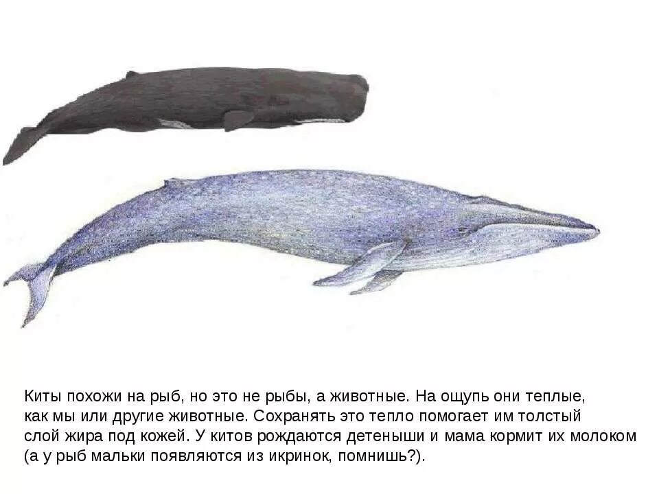 Почему кит зверь. Кит это рыба или животное. Синий кит это животное или рыба. Кит это рыба или зверь. Рыба похожая на кита.