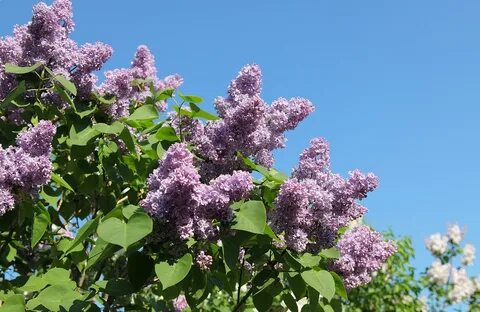 Сирень ария