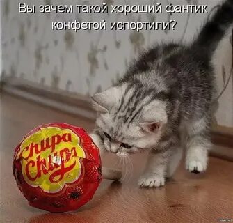 Животные с прикольными надписями