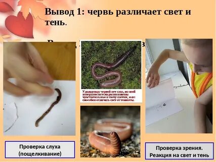 Реакции дождевого червя