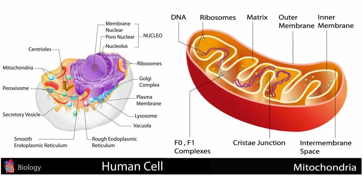Строение ядра митохондрии. Строение матрикса митохондрий. Митохондрии на схеме клетки. Матрикс это в биологии митохондрии. Кристы и Матрикс митохондрий.