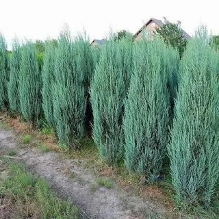 Блю эрроу изгородь