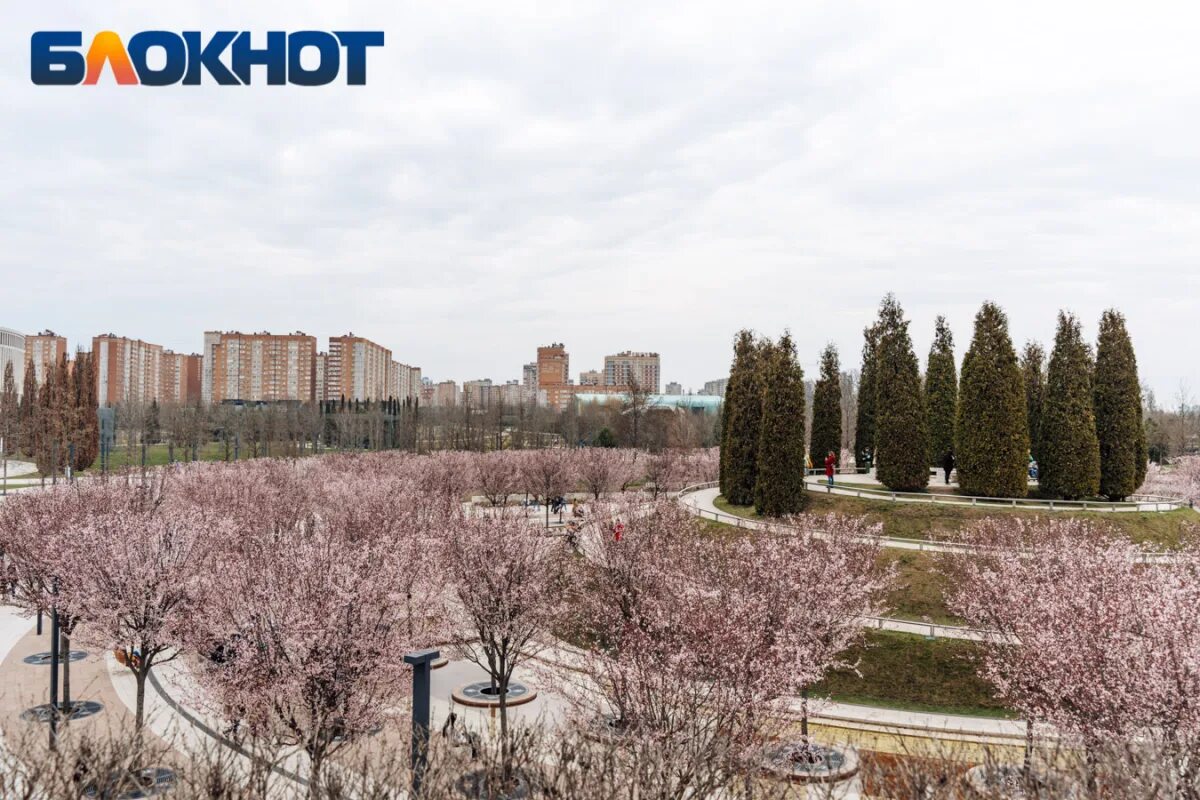 Парк галицкого зацвел. Парк Галицкого в Краснодаре Сакура. Парк Галицкого японский сад. Сад Сакуры в Краснодаре парк Галицкого. Японский сад в парке Галицкого в Краснодаре.