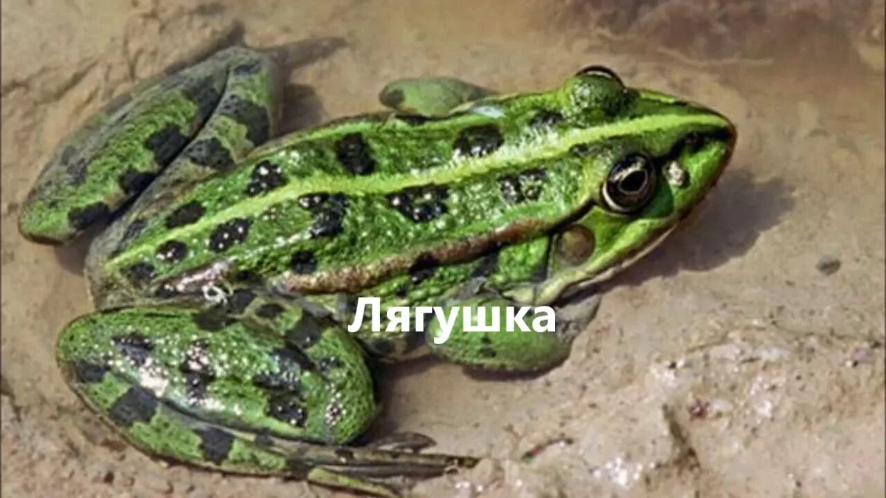 Земноводные на болоте. Среда обитания жабы. В нем живут лягушки. Аляскинская лесная лягушка. В нем живут лягушки.