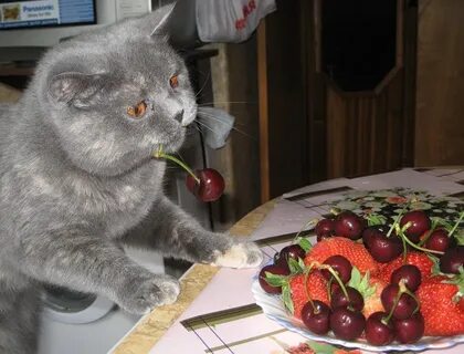 Кошка ест фрукты