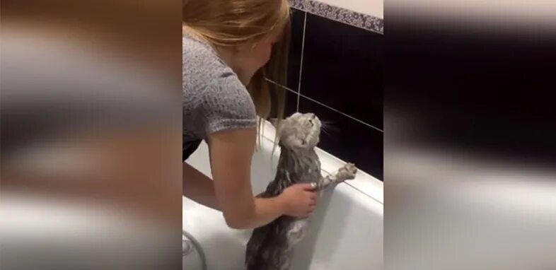 Кот нормально видео. Говорящий кот нормально. кот говорящий нормально в ванной. видео кота который говорит нормально когда его моют.