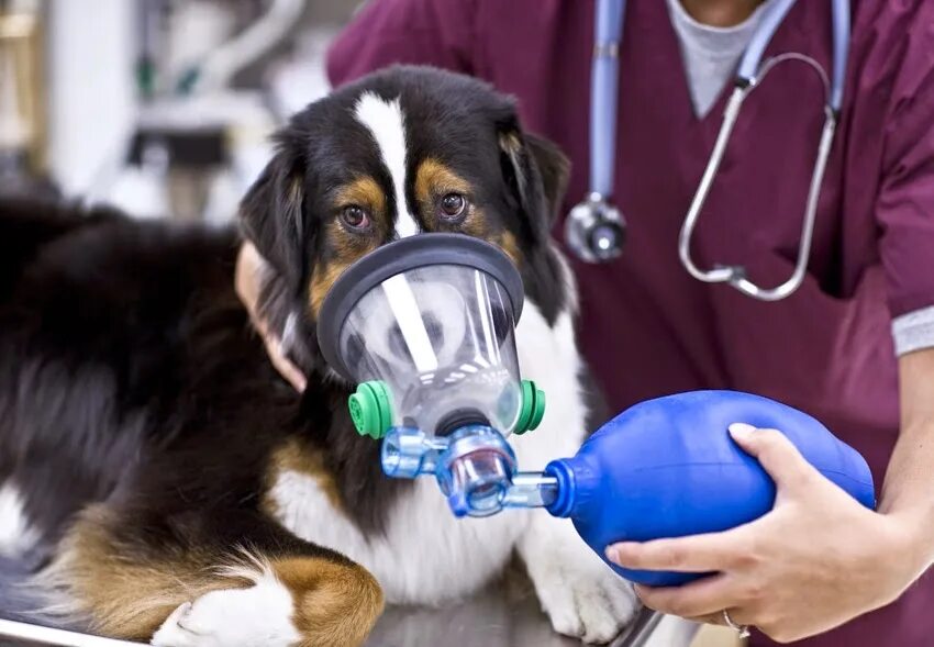 Кислородная маска для животных. Оксигенотерапия для животных. Ингаляция животных. Физическое состояние животного