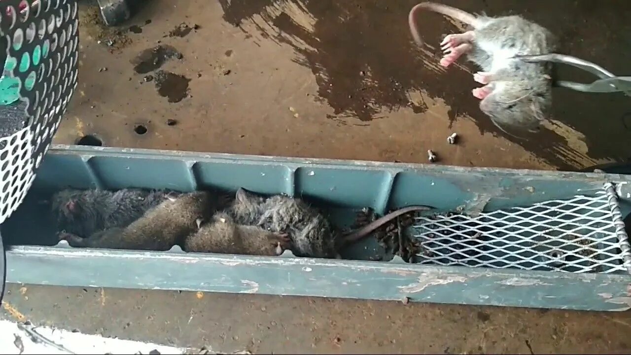 Электрический капкан для крыс. Ловушка для крыс. Ловушки мышей маленьких. Капканы для ловли грызунов. Ловушка для мышей.