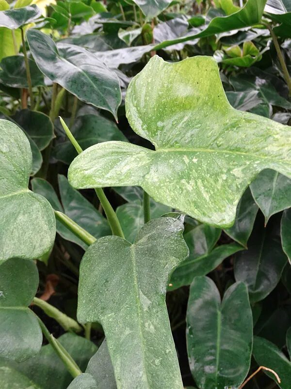 Филодендрон сплеш. Филодендрон виолин. Филодендрон пиннатифидум. Филодендрон фидли сплеш. Филодендрон магнификум вариегатный.