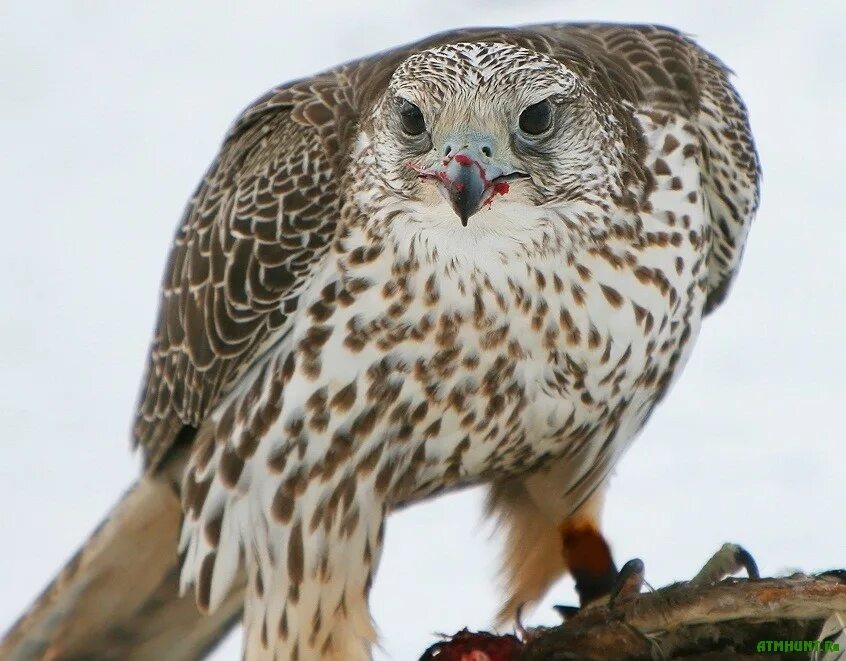 Сокол белый кречет. Кречет falco rusticolus. Самый большой сокол. Кречет соколиные. Камчатский кречет.