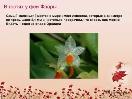 Самый маленький цветок