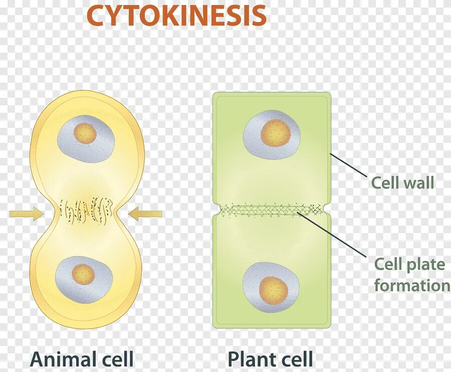 Div cell