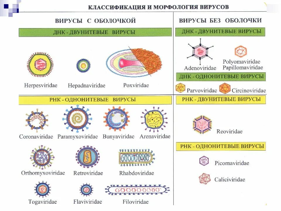 Классификация вирусных заболеваний