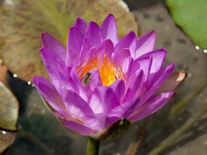 Purple 1