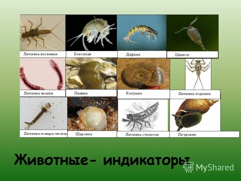 биоиндикаторы загрязненности почвы. животные - индикаторы приближающегося землетрясения. беспозвоночные биоиндикаторы. личинка поденки донный обитатель. животные индикаторы.