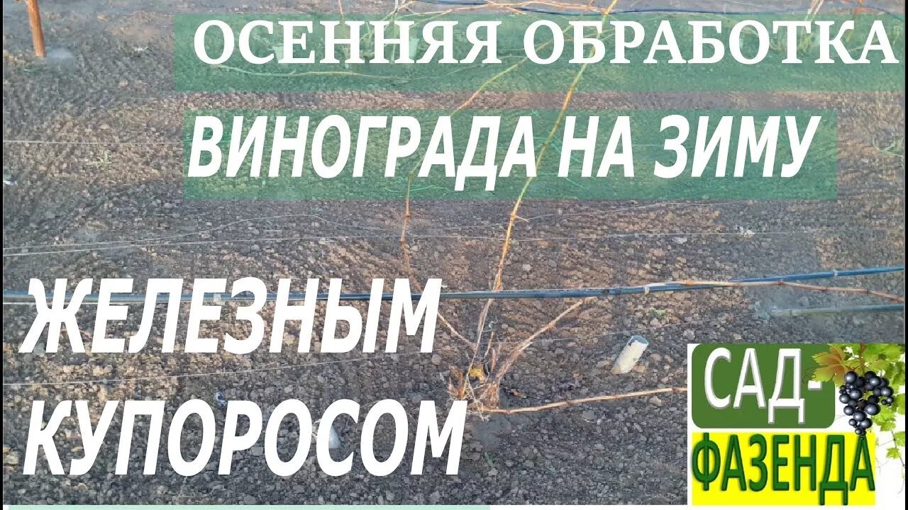 Обработка винограда железным купоросом весной. Обработка винограда железным. Обработка винограда железным купоросом. Обработка винограда железом. Обработка железным купоросом осенью.