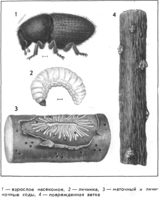 Личинка жука короеда ротовой аппарат. Жук короед заболонник. Жук короед личинка гусеница. Заболонник березовый личинка. Заболонник плодовый личинка.