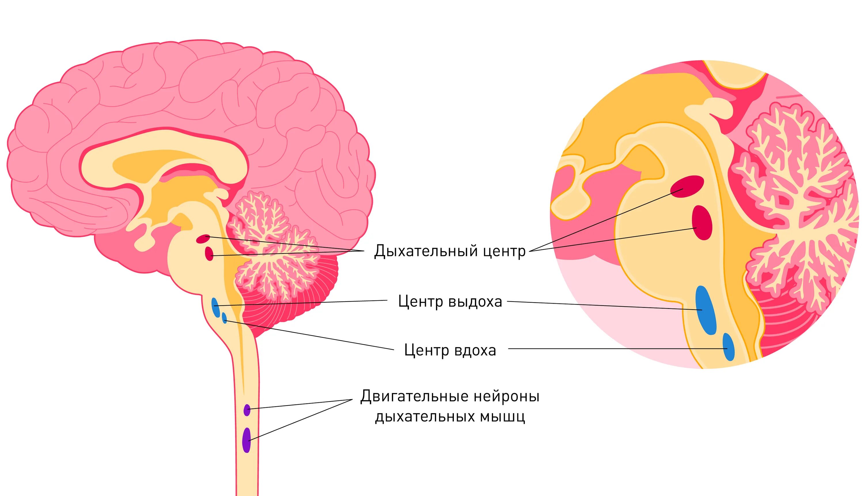 Центр дыхания и сердечно сосудистой деятельности. Дыхательный центр продолговатого мозга. Дыхательный центр. Центр дыхания. Продолговатый мозг центр дыхания.