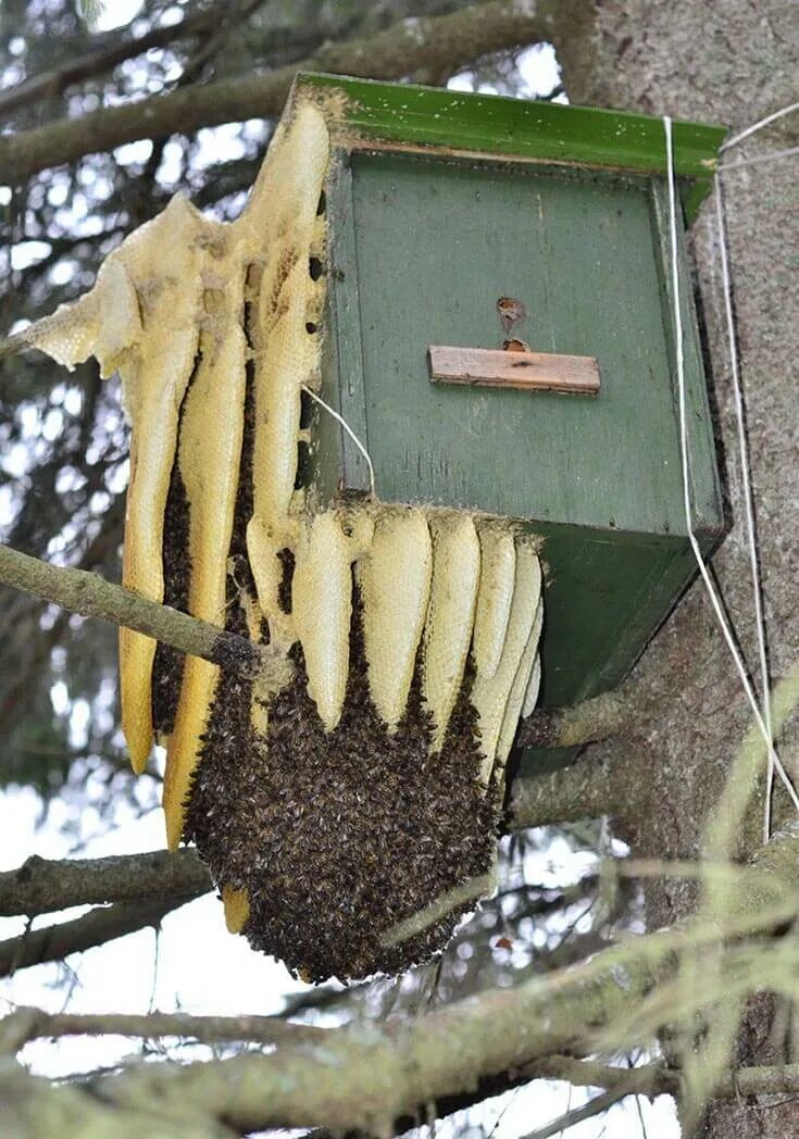 Улей ЛОВУШКА для пчел. Дикие пчелы Рой на ловушке. Ловушки дуплянки для пчёл. Ловушки для роев пчел.