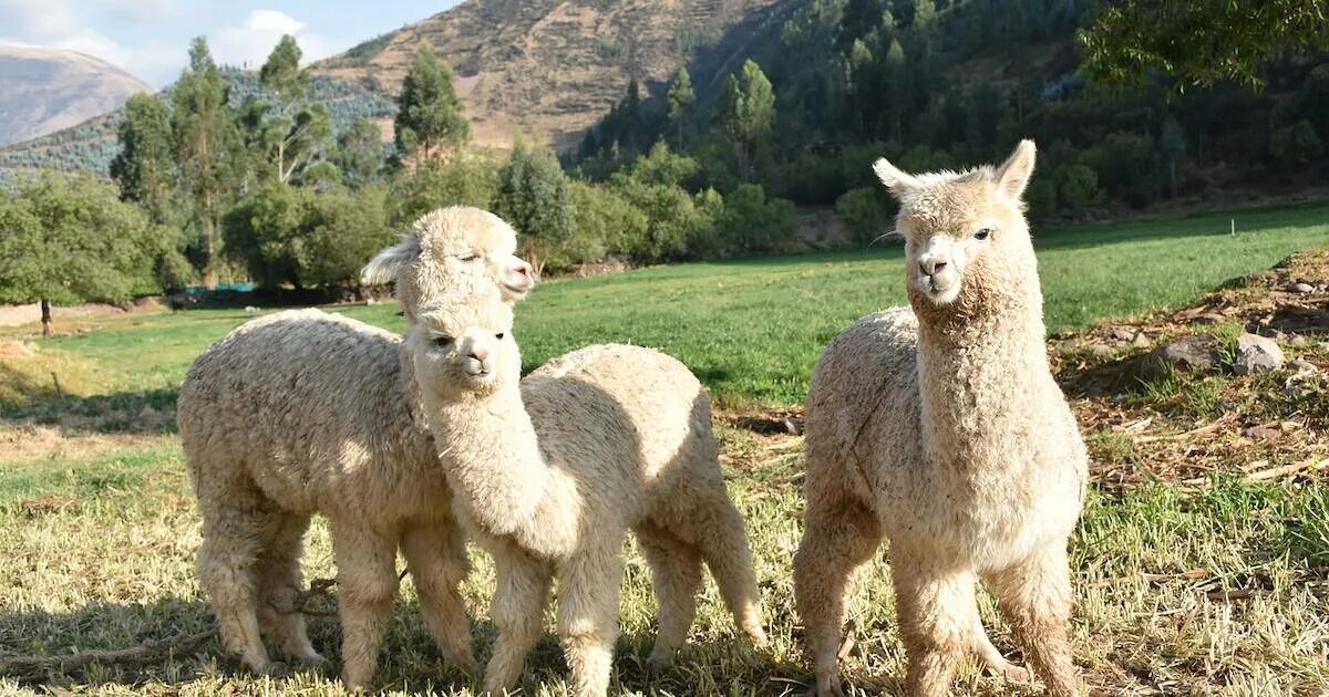 Альпака гуль. Северная америка альпаки. Альпака дерево. Лама и альпака. Альпака дерево.
