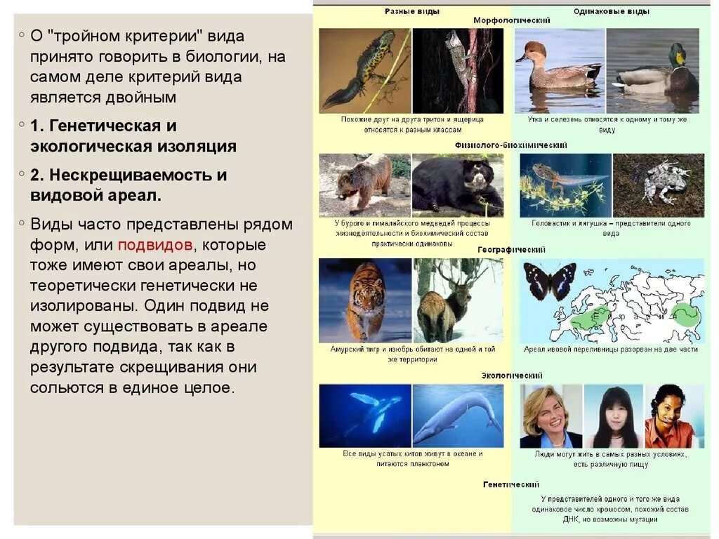 Физиологические признаки это в биологии. Морфологический критерий животного. Экологические критерии видов животных и растений.