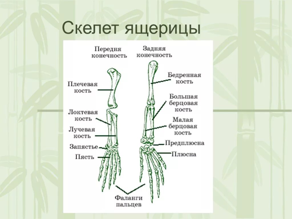 Пояса конечностей ящерицы. Скелет передних конечностей рептилий. Скелет передних конечностей у пресмыкающихся. Скелет пояса верхних конечностей: пресмыкающие. Скелет пояса верхних конечностей у пресмыкающихся.