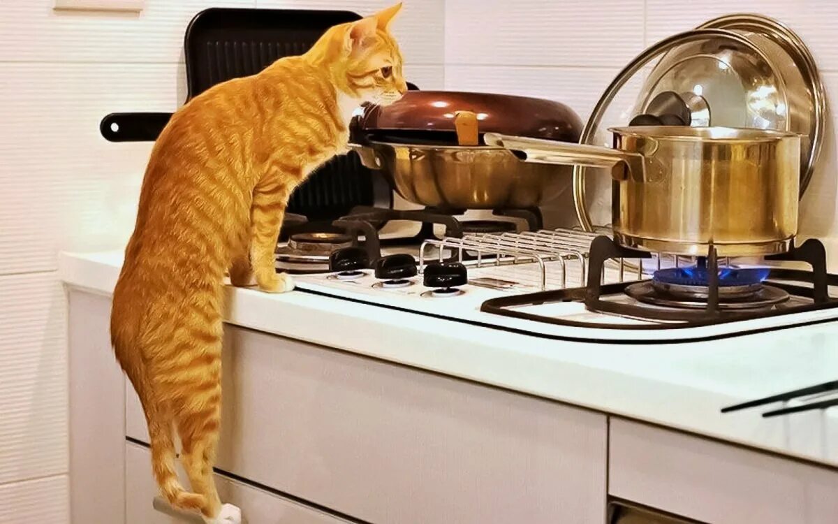 Cats kitchen. Кошка на кухне. Котик на кухне. Смешные животные на кухне. Рыжий кот на кухне.